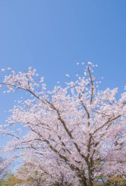 Kiraz çiçekleri kiraz ağaçlarının altında 