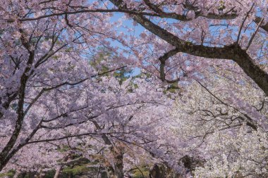 Kiraz çiçekleri kiraz ağaçlarının altında 