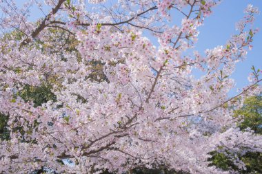 Kiraz çiçekleri kiraz ağaçlarının altında 