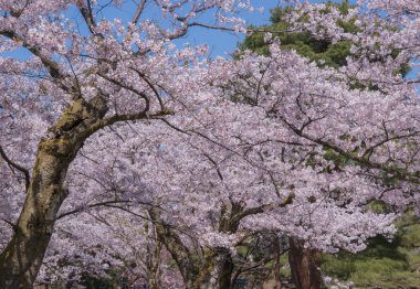 Kiraz çiçekleri kiraz ağaçlarının altında 