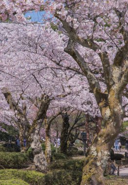 Kiraz çiçekleri kiraz ağaçlarının altında 