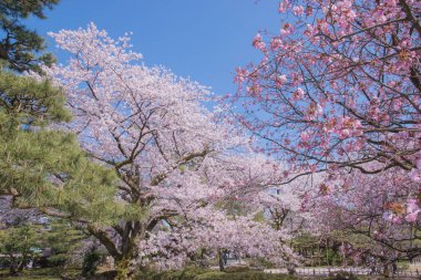 Kiraz çiçekleri kiraz ağaçlarının altında 