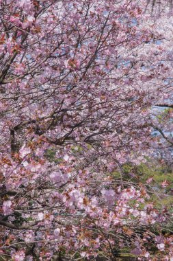 The cherry blossom is celebrated with 