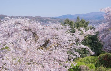 Kiraz çiçekleri kiraz ağaçlarının altında 