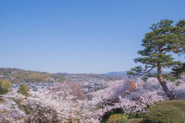 Kiraz çiçekleri kiraz ağaçlarının altında 