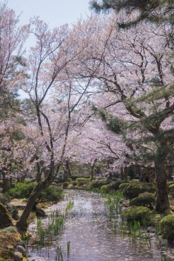 Kenrokuen Bahçesi. Kiraz çiçekleri kiraz ağaçlarının altında 
