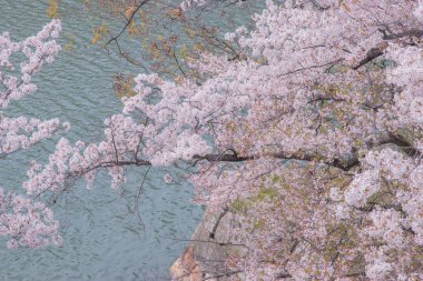 Kiraz çiçekleri kiraz ağaçlarının altında 