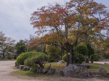 Hibakujumoku olarak bilinen Hiroşima bombalamasından kurtulan ağaçlar direnç ve umudun yaşayan sembolleri olarak duruyor.