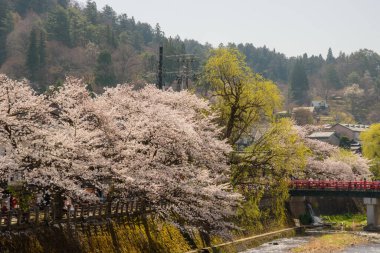 Kiraz çiçekleri kiraz ağaçlarının altında 