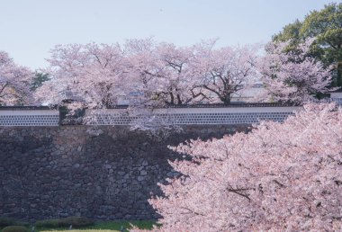 The cherry blossom is celebrated with 