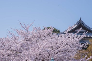 Kiraz çiçekleri kiraz ağaçlarının altında 