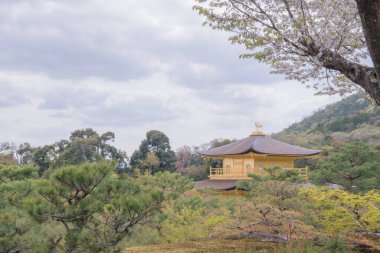 Kinkaku-ji (Altın Pavyon) ilk olarak 1397 yılında bir emeklilik villası olarak inşa edildi, şimdi Japonya 'nın en ikonik simgelerinden biri ve UNESCO' nun Dünya Mirası alanlarından biri. Japonya 'da çekildi, Kyoto, 11.04.2024