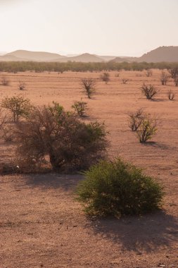 Çölde kurumuş, solmuş bitkiler gizli bir canlılığı gizler. Yağmur yağınca hayata dalıyorlar, kurak toprakları yemyeşil renklerle boyuyorlar.