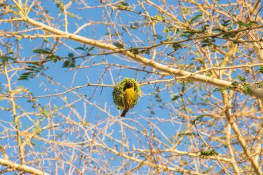 Güney maskeli dokumacı - yetenekli bir yuva kurucu