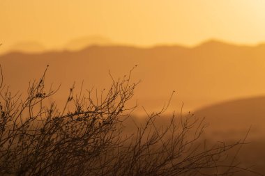 Sıcak bir günbatımı uzak dağların siluetlerini aydınlatır. Altın renkler huzurlu ve huzurlu bir çöl atmosferi yaratır.