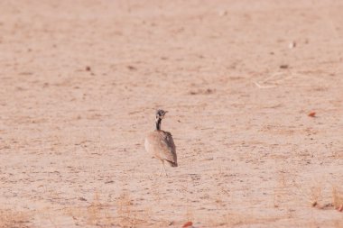 Ruppell 'in Kuran' ı güneybatı Afrika 'nın kurak bölgelerinde yaşayan bir karasal kuştur. Sert çöl ortamlarına uyum sağlamıştır ve kamuflaj tüyleri ve gürültülü bölgesel çağrılarıyla ünlüdür.
