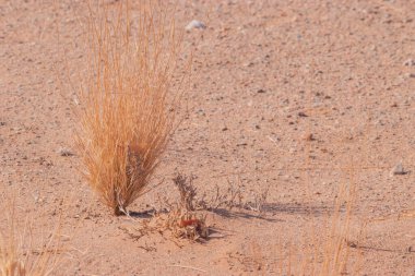 Çölde kurumuş, solmuş bitkiler gizli bir canlılığı gizler. Yağmur yağınca hayata dalıyorlar, kurak toprakları yemyeşil renklerle boyuyorlar.