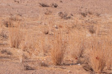 Çölde kurumuş, solmuş bitkiler gizli bir canlılığı gizler. Yağmur yağınca hayata dalıyorlar, kurak toprakları yemyeşil renklerle boyuyorlar.