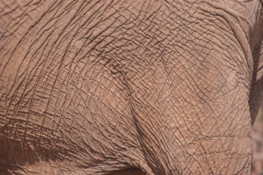 While feeding, the African elephant uses its trunk to pluck leaves and its tusk to tear at branches, which can cause enormous damage to foliage