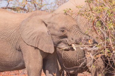 While feeding, the African elephant uses its trunk to pluck leaves and its tusk to tear at branches, which can cause enormous damage to foliage