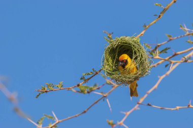 Southern masked weaver - a skilled nest builde clipart