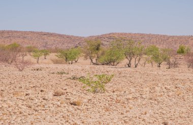 Çölde kurumuş, solmuş bitkiler gizli bir canlılığı gizler. Yağmur yağınca hayata dalıyorlar, kurak toprakları yemyeşil renklerle boyuyorlar.