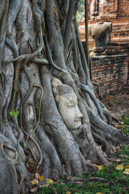 Buda, Wat Mahathat tapınağında, Ayutthaya 'da.