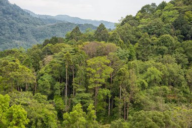 Tayland 'da derin orman