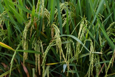 İtalyan yemeği: peynir ve salam.