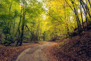 Macaristan, Pecs yakınlarındaki Mecsek ormanlarında sonbahar manzarası