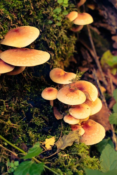 Samt Haxe Pilze Wachsen Auf Einem Baum Mit Moos Bedeckt — Stockfoto