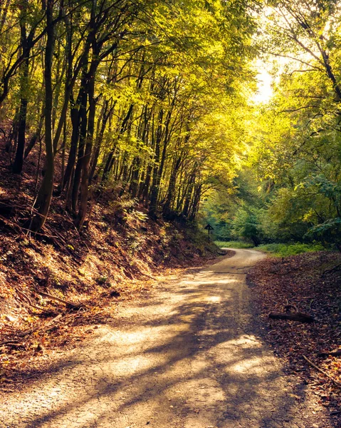 Νωρίς Φθινόπωρο Τοπίο Στα Δάση Mecsek Κοντά Στο Pecs Ουγγαρία — Φωτογραφία Αρχείου