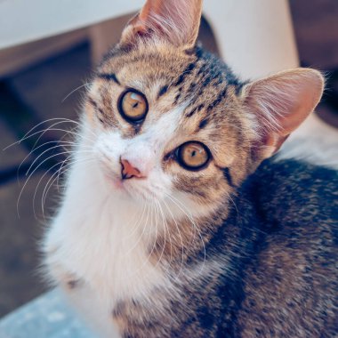 Kameraya tuhaf bir şekilde bakan bir yavru kedi portresi.