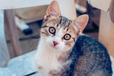 Kameraya tuhaf bir şekilde bakan bir yavru kedi portresi.