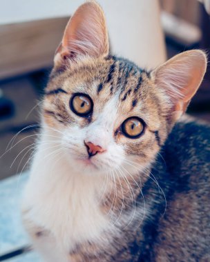 Kameraya tuhaf bir şekilde bakan bir yavru kedi portresi.