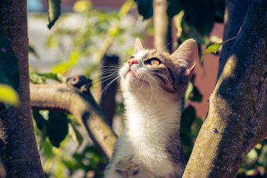 Dalların üzerinde ağaca tırmanan yavru kedi.