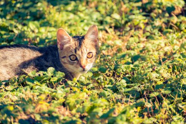 Evcil kedi yavrusu fotokopi aletiyle çimlerin üzerinde yatıyor.