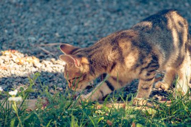 Evcil kedi yavrusu fotokopi alanıyla bahçeyi keşfediyor.