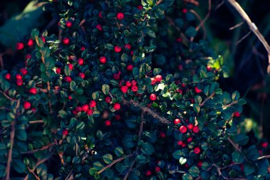 Ekim ayında bir Kaya kronometresini (Cotoneaster yatay) kasvetli düzenleme