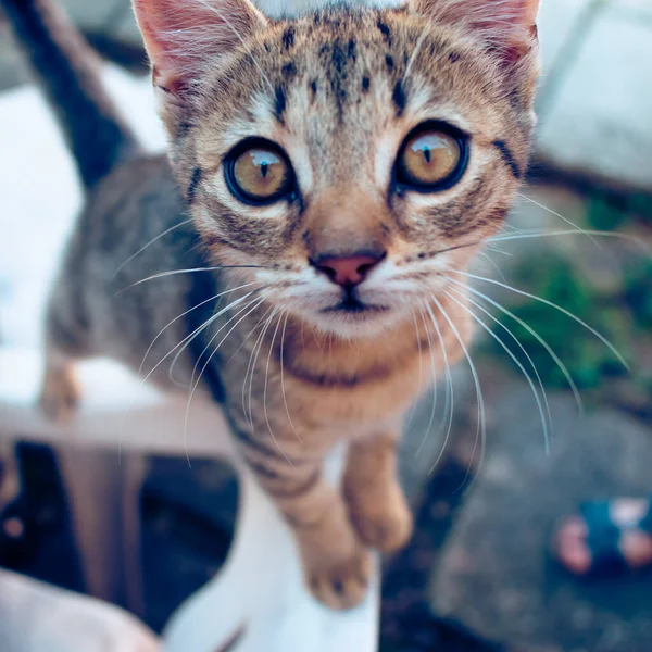 Portrait Young Domestic Kitten Looking Curiously Camera — Stock Photo, Image