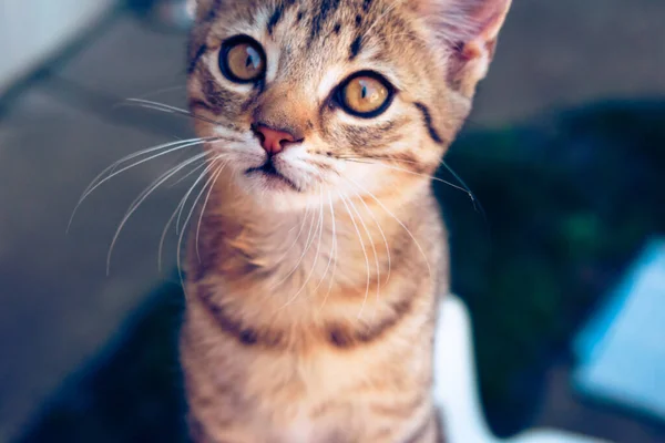Portrait Young Domestic Kitten Looking Curiously Camera — Stock Photo, Image
