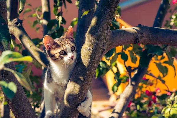 Gatinho Doméstico Jovem Nos Ramos Que Escalam Uma Árvore — Fotografia de Stock