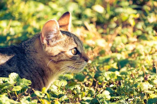 Evcil kedi yavrusu fotokopi aletiyle çimlerin üzerinde yatıyor.