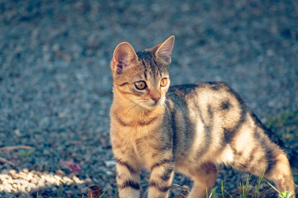 Evcil Kedi Yavrusu Fotokopi Alanıyla Bahçeyi Keşfediyor — Stok fotoğraf