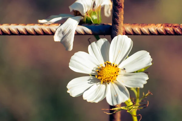 stock image Delicate white garden cosmos (cosmos bipinnatus) flower blooming in early autumn