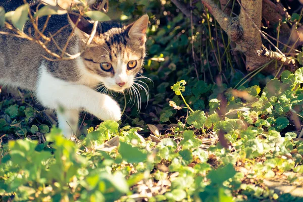 Młody Kotek Domowy Zwiedzanie Ogrodu Jesienią — Zdjęcie stockowe