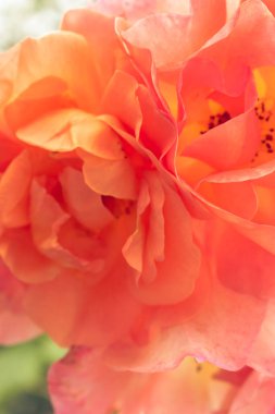 Romantik turuncu gül, bahar duvar kağıdında çiçek açıyor.