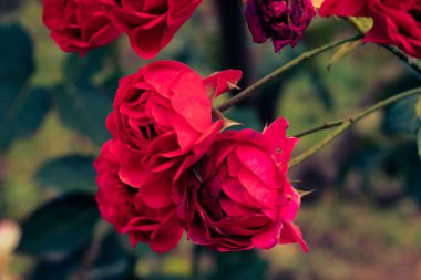Romantik kırmızı güller sonbahar duvar kağıdında çiçek açıyor.
