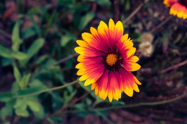 Canlı Hint battaniyesi (gaillardia pulchella), sonbaharın başlarında fotokopi alanı ile açan çiçek.