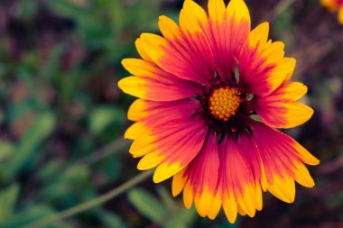 Canlı Hint battaniyesi (gaillardia pulchella), sonbaharın başlarında fotokopi alanı ile açan çiçek.